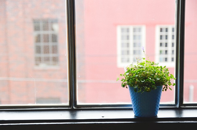 Indoor Plants Can Help You Avoid Getting Sick