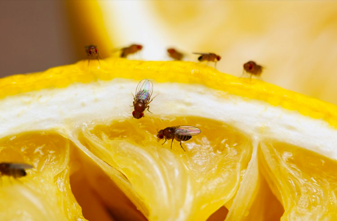 get rid of fruit flies